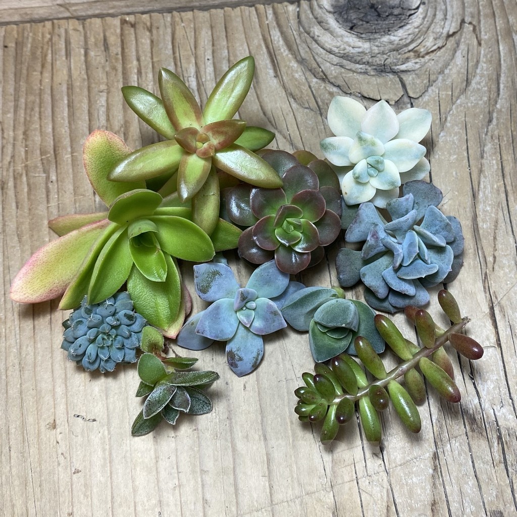 SH25208 Succulents mix, cuted - Image 2
