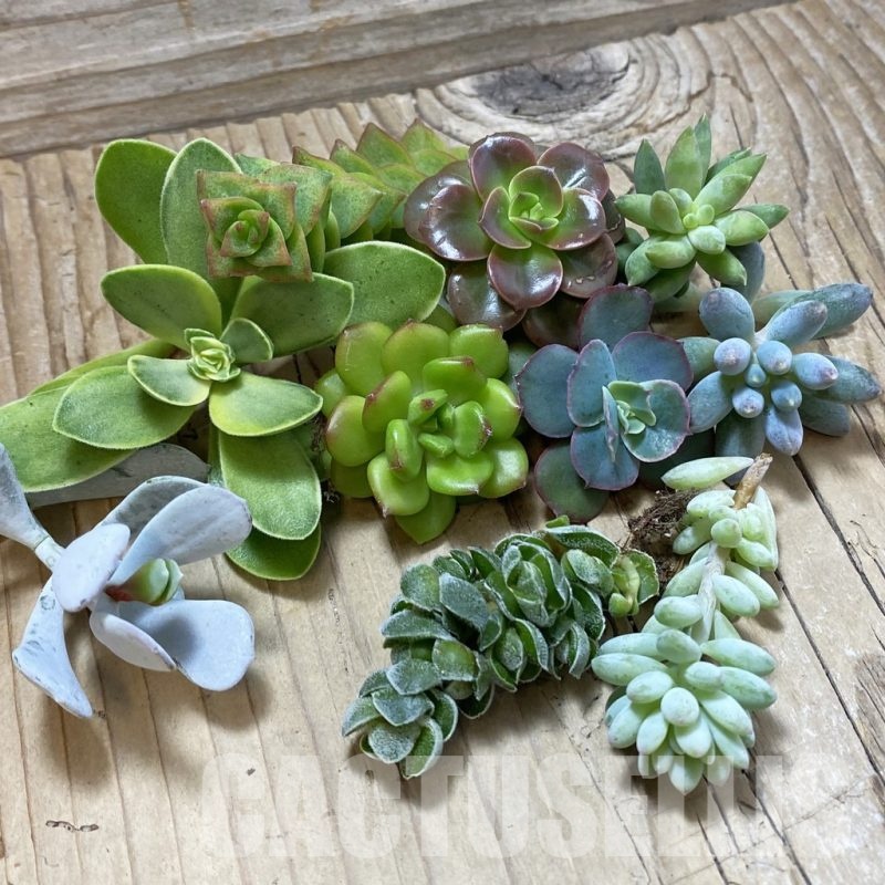 SH25209 Succulents mix, cuted