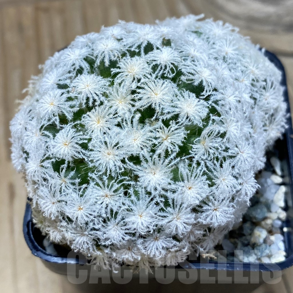 SH20813 Mammillaria plumosa ‘Snow’