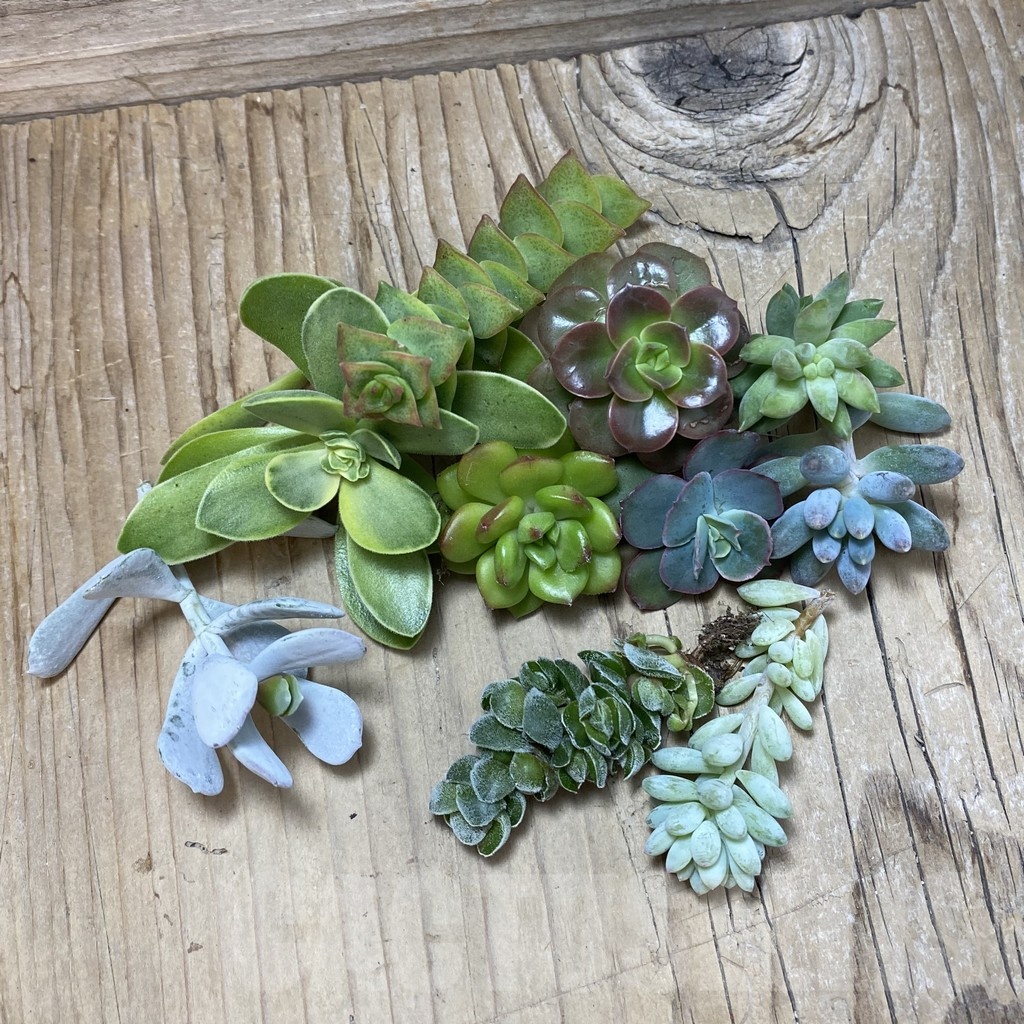 SH25209 Succulents mix, cuted - Image 2