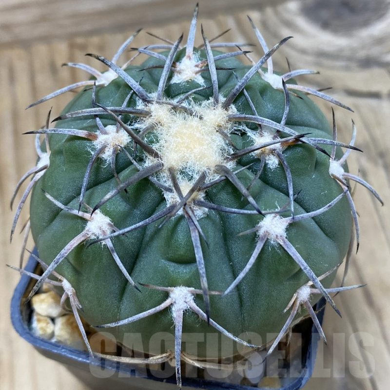 SH14111 Gymnocalycium spegazzinii LB 4731