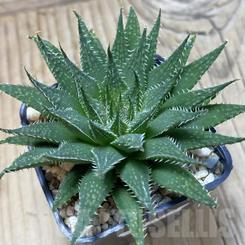 SH16075 Haworthia hybrid