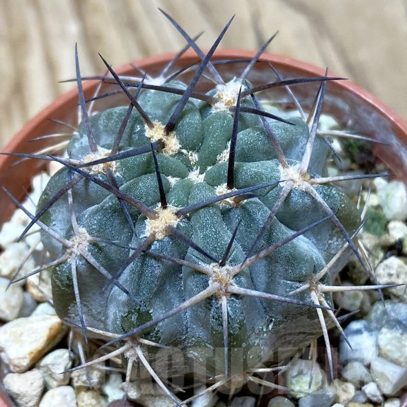 SH17410 Acanthocalycium glaucum