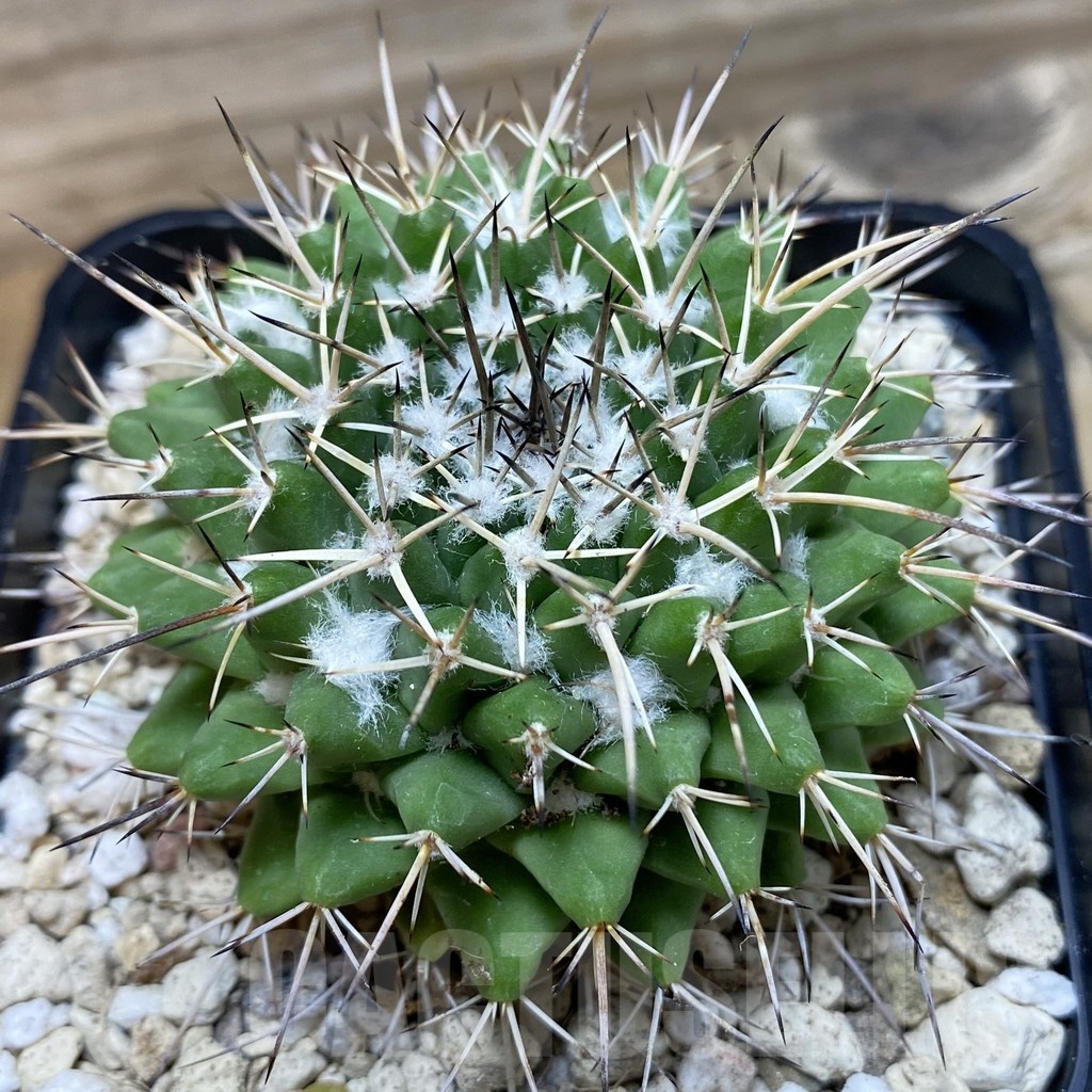 SH25162 Mammillaria magnimamma