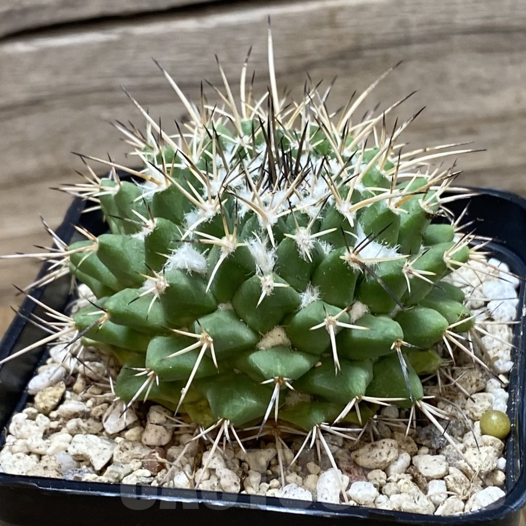 SH25162 Mammillaria magnimamma - Image 2