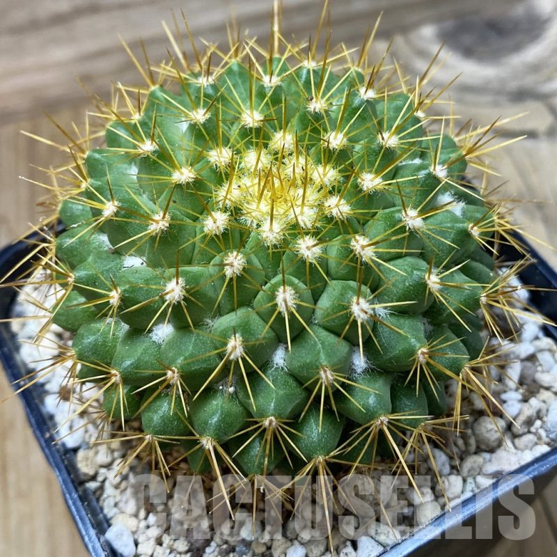 SH25163 Mammillaria marksiana