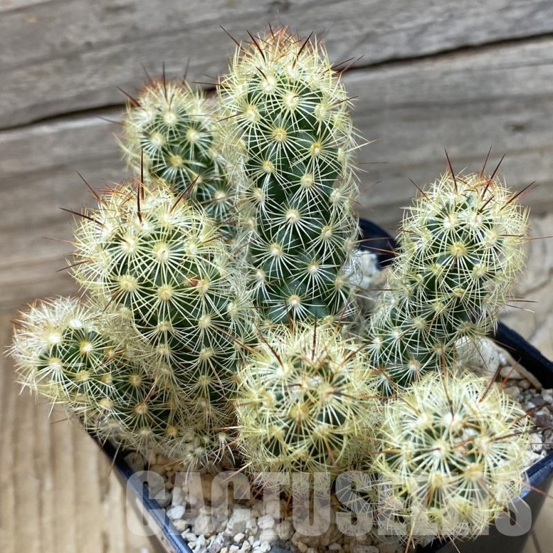 SH25164 Mammillaria elongata 'Stella-Aurata'