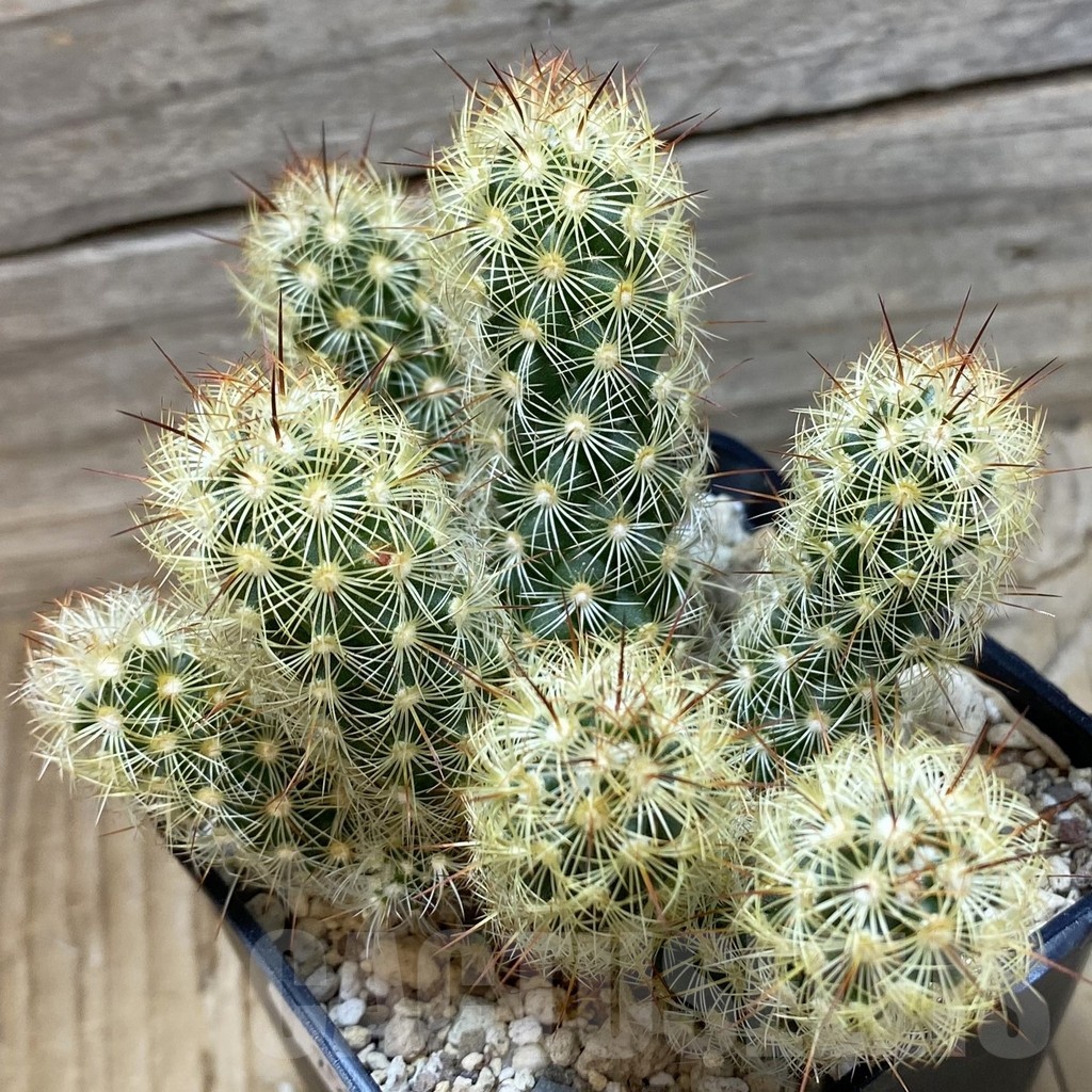 SH25164 Mammillaria elongata 'Stella-Aurata'