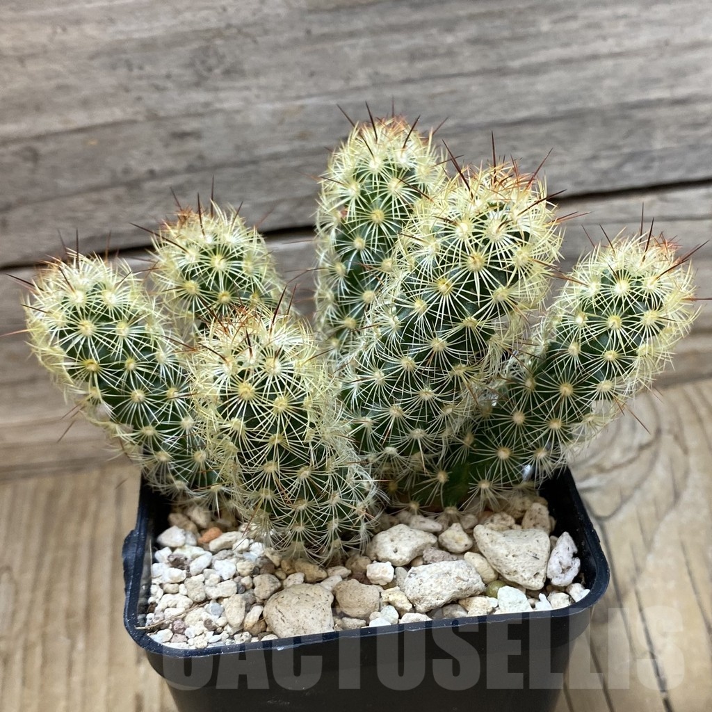 SH25164 Mammillaria elongata 'Stella-Aurata' - Image 2