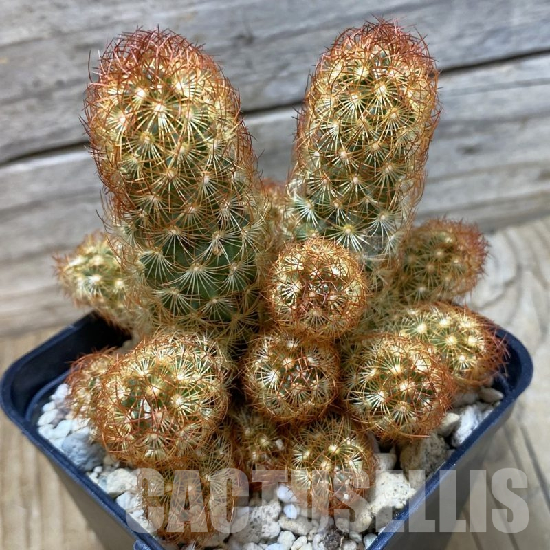 SH25165 Mammillaria elongata v. rubrispina