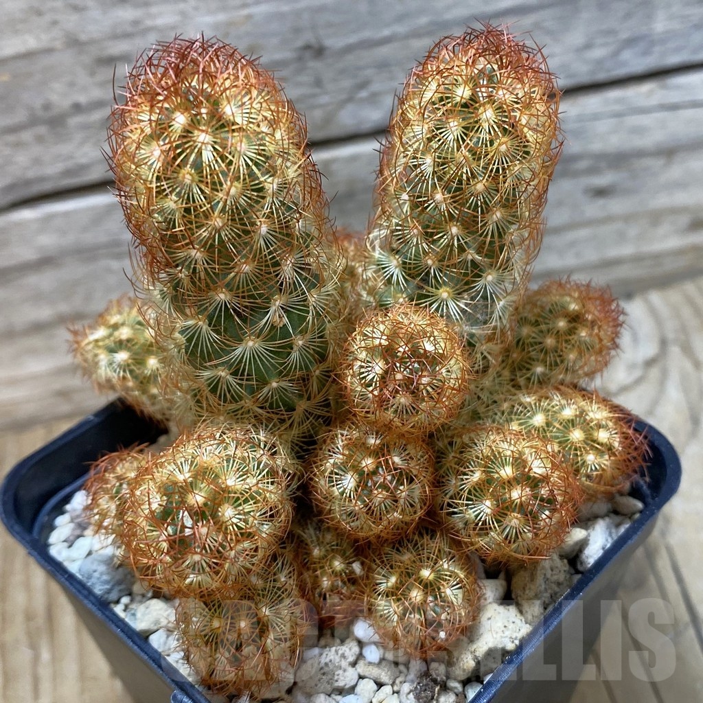 SH25165 Mammillaria elongata v. rubrispina
