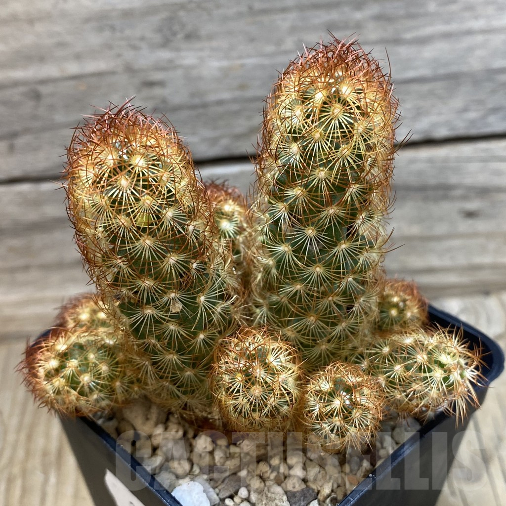 SH25165 Mammillaria elongata v. rubrispina - Image 2