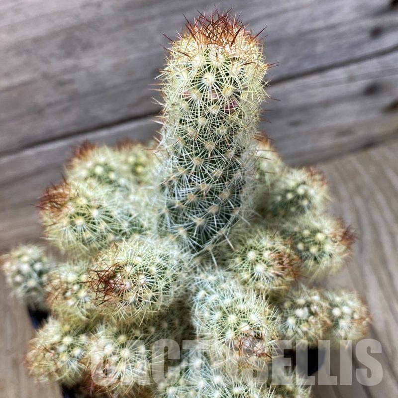 SH25166 Mammillaria elongata hybrid