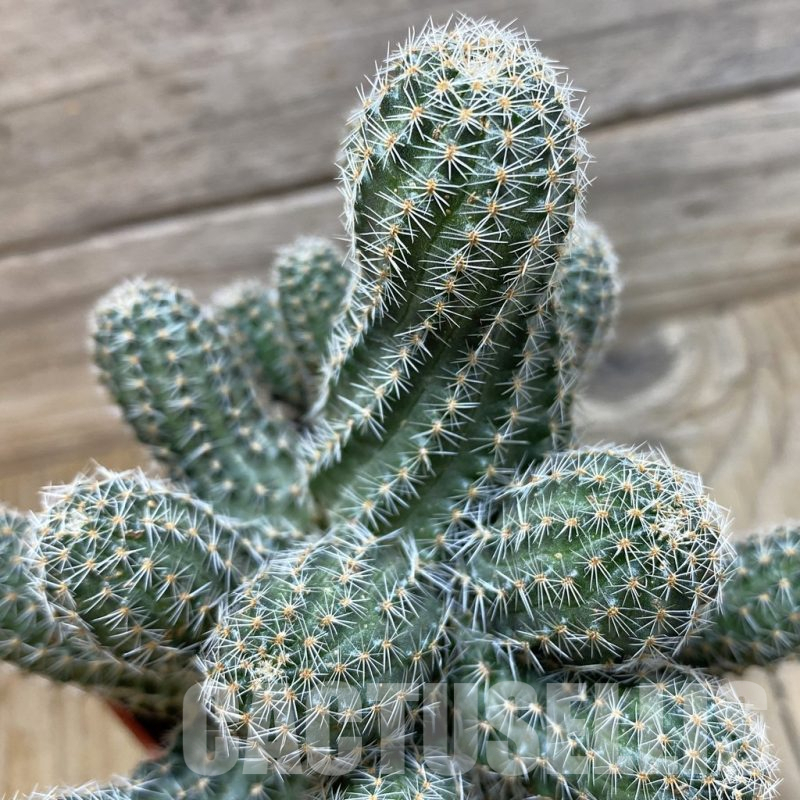 SH25167 Mediolobivia sp., 10 years old