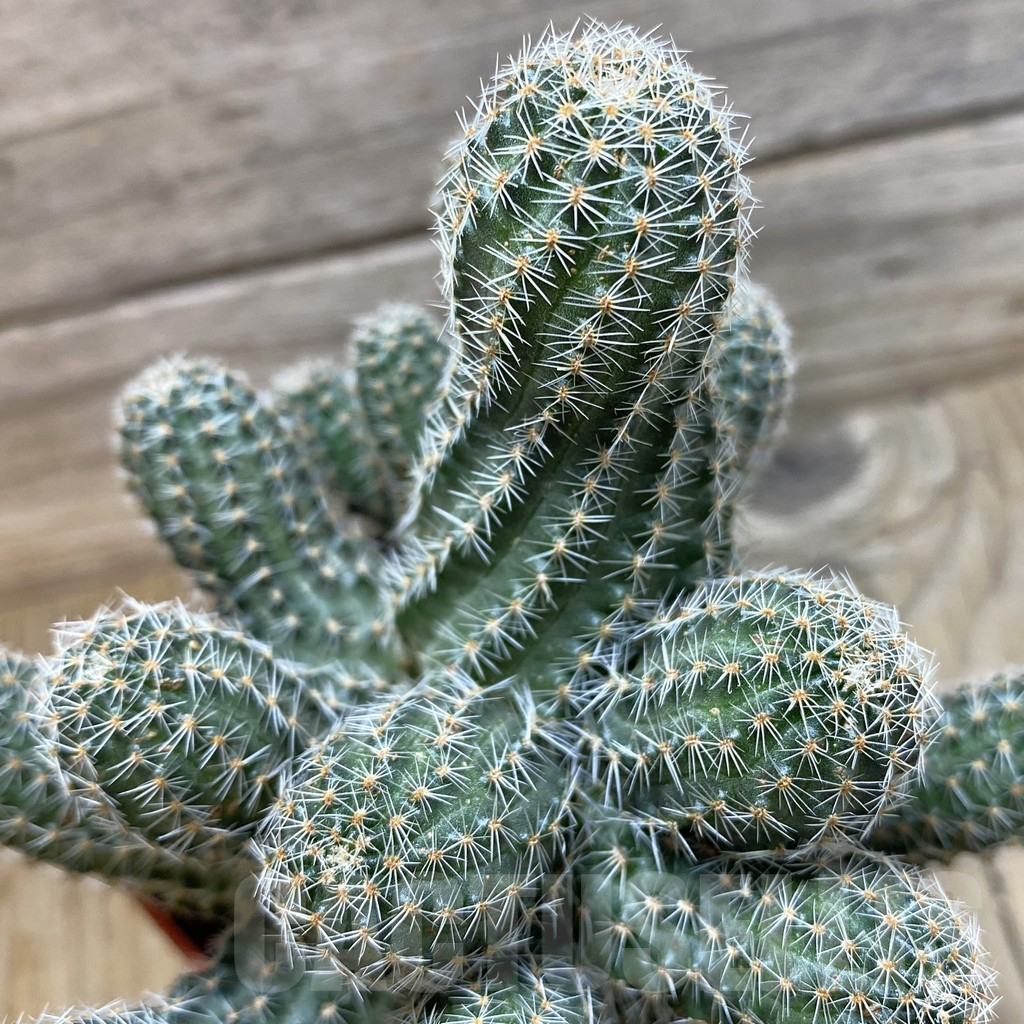 SH25167 Mediolobivia sp., 10 years old