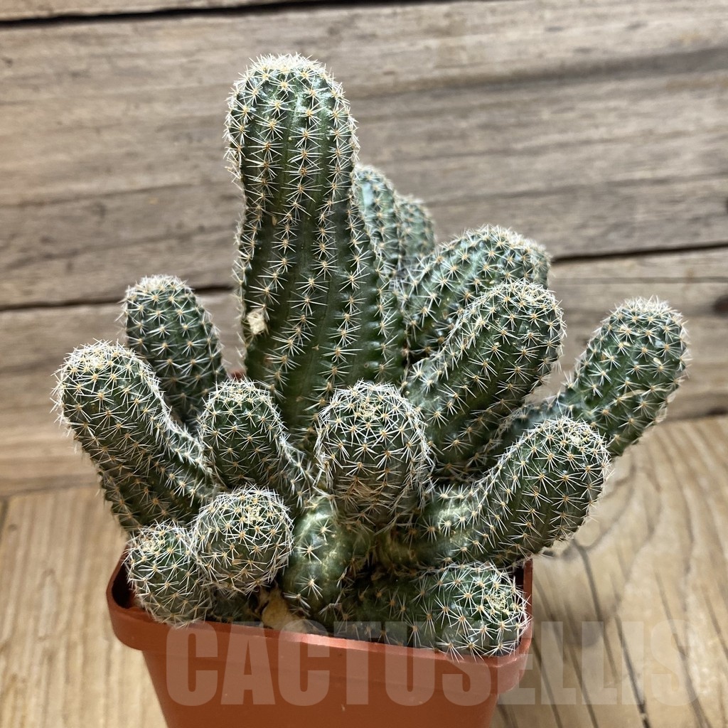 SH25167 Mediolobivia sp., 10 years old - immagine 2