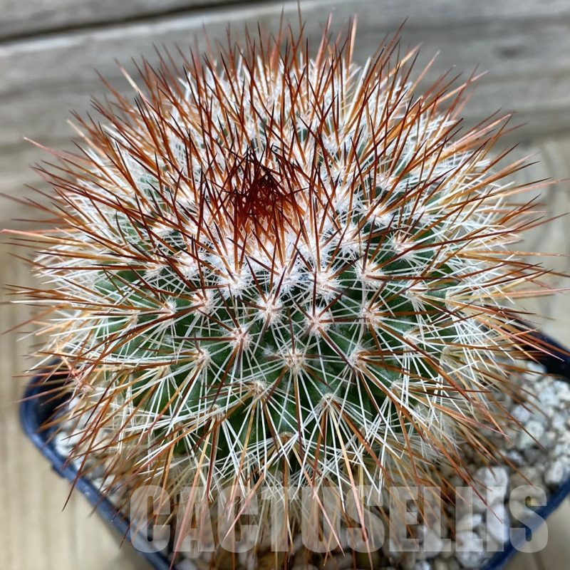 SH25168 Mammillaria spinosissima