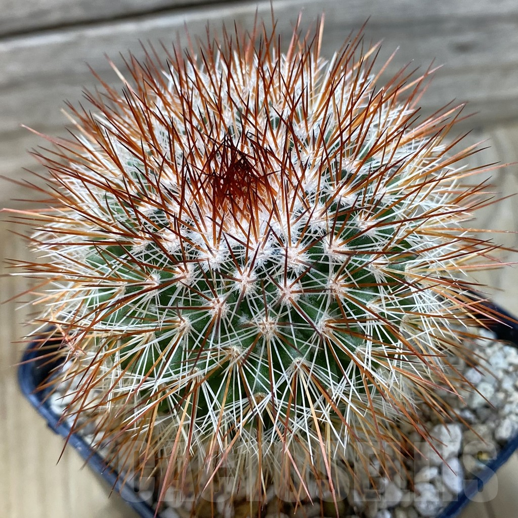 SH25168 Mammillaria spinosissima