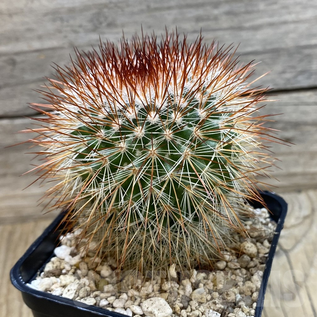 SH25168 Mammillaria spinosissima - Image 2