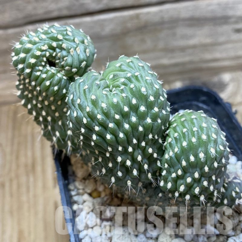 SH25169 Opuntia fulgida f. cristata