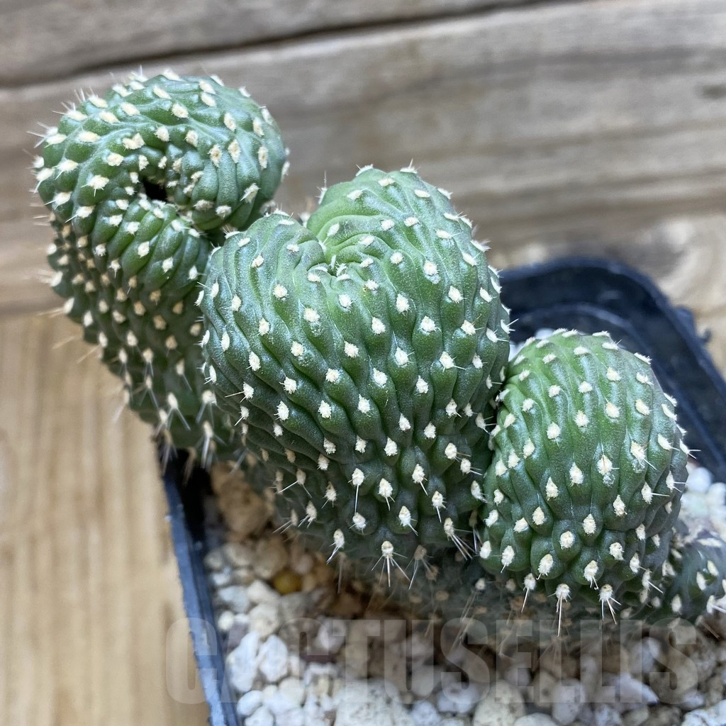 SH25169 Opuntia fulgida f. cristata