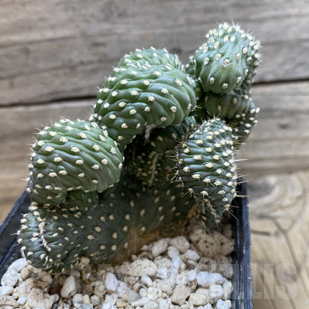 SH25169 Opuntia fulgida f. cristata - immagine 2