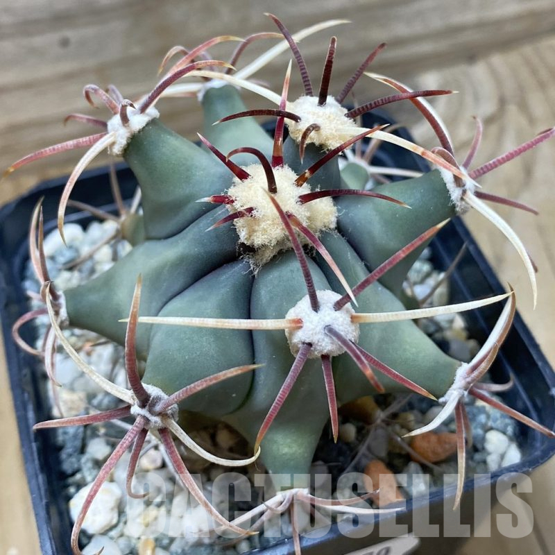 SH25170 Ferocactus emoryi