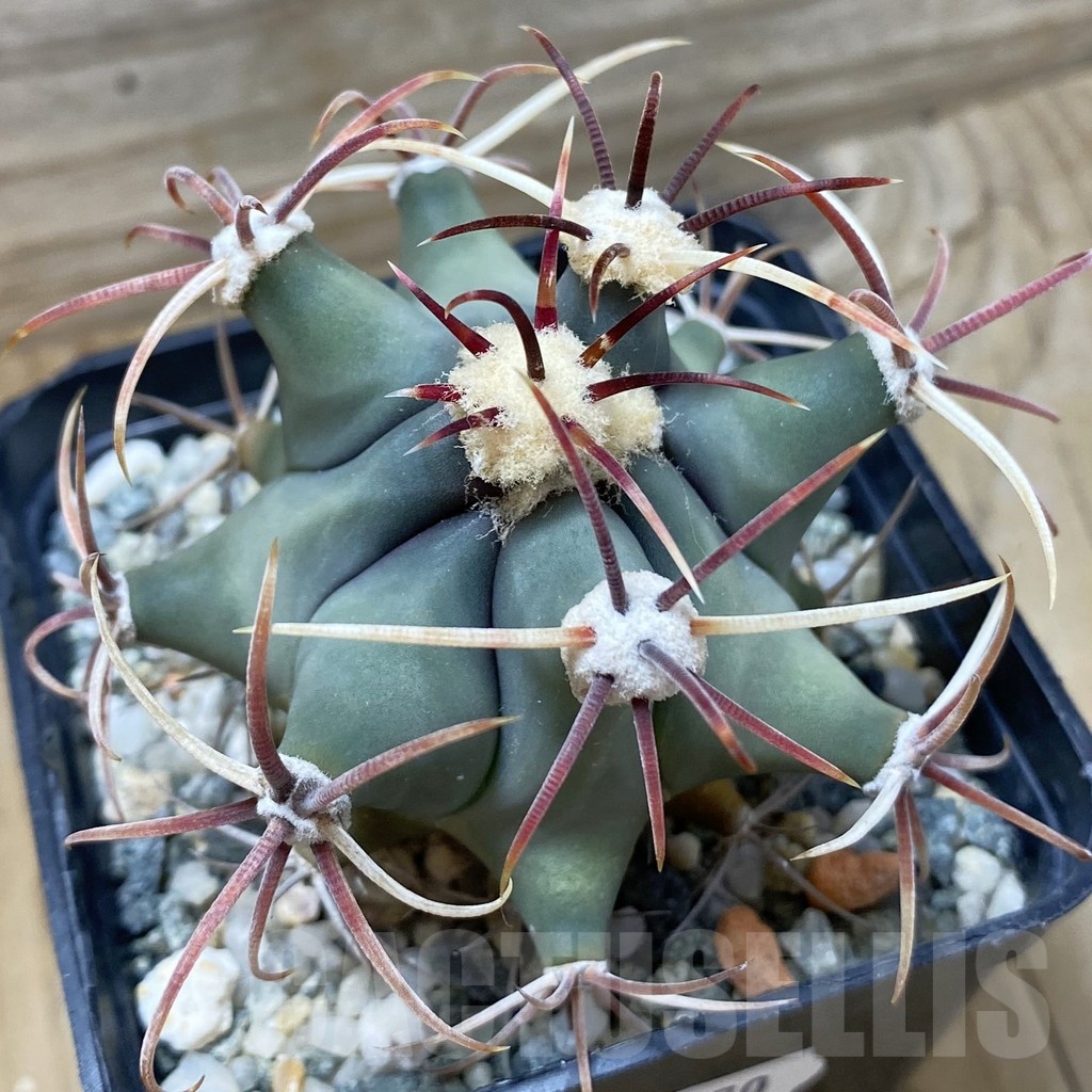 SH25170 Ferocactus emoryi