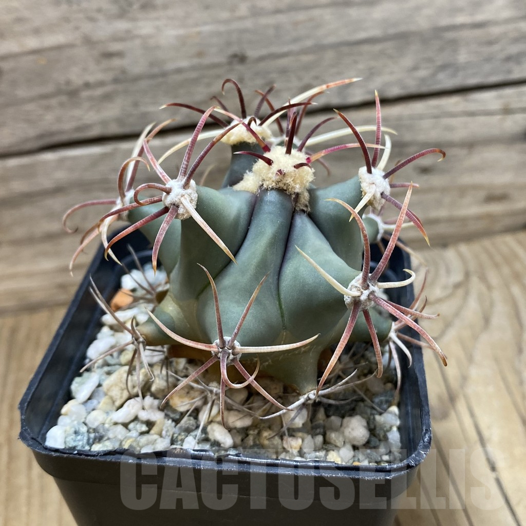 SH25170 Ferocactus emoryi - Image 2