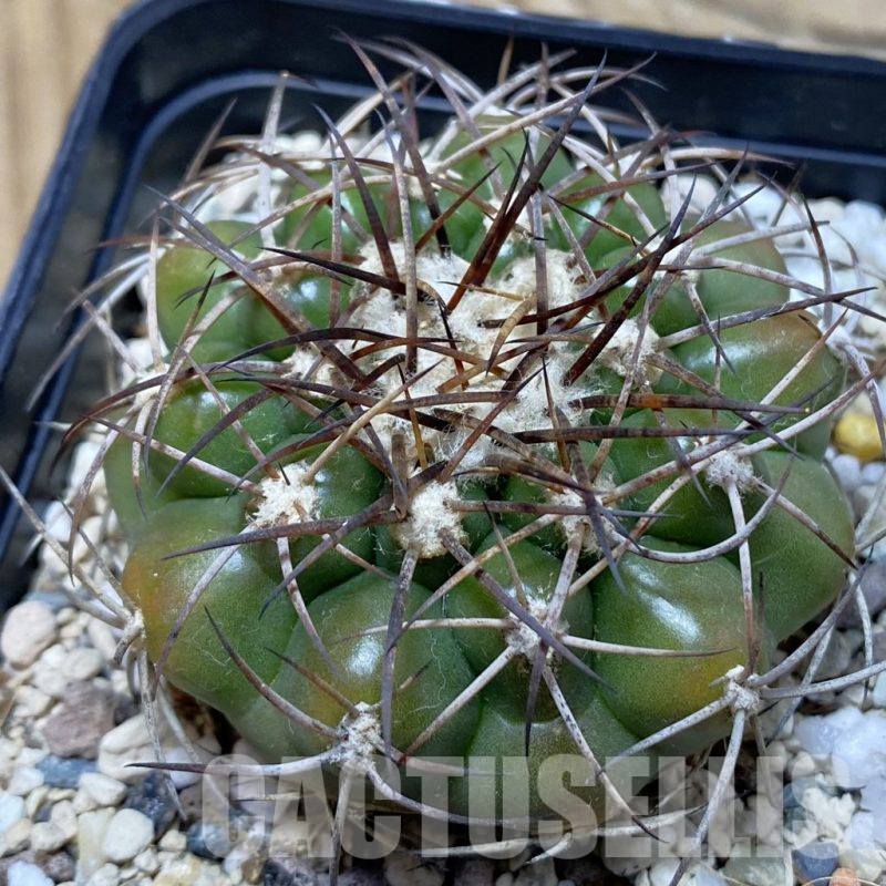 SH25171 Discocactus ferricola MH843 , own roots
