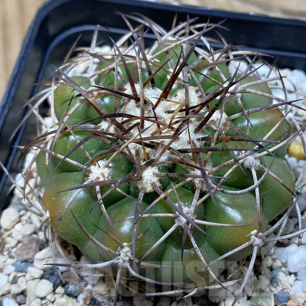 SH25171 Discocactus ferricola MH843 , own roots