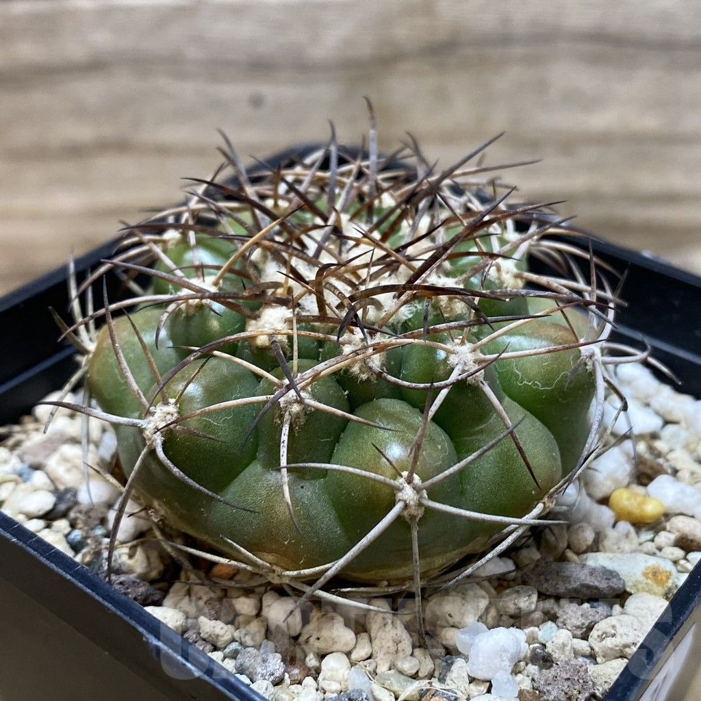 SH25171 Discocactus ferricola MH843 , own roots - 画像 (2)