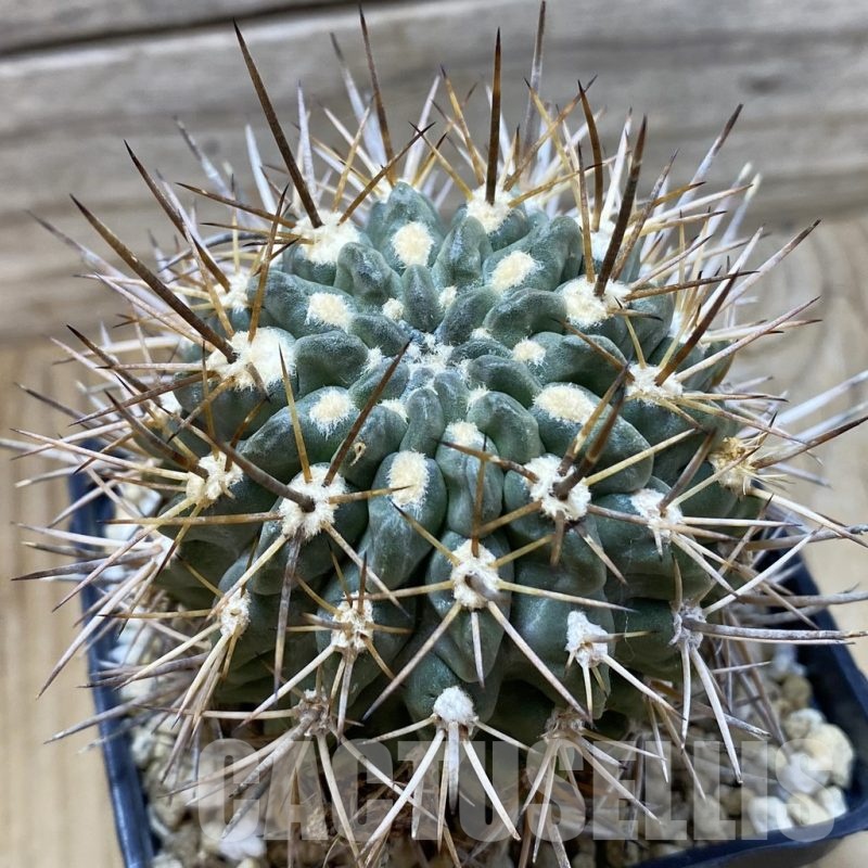 SH25172 Eriosyce deherdtiana