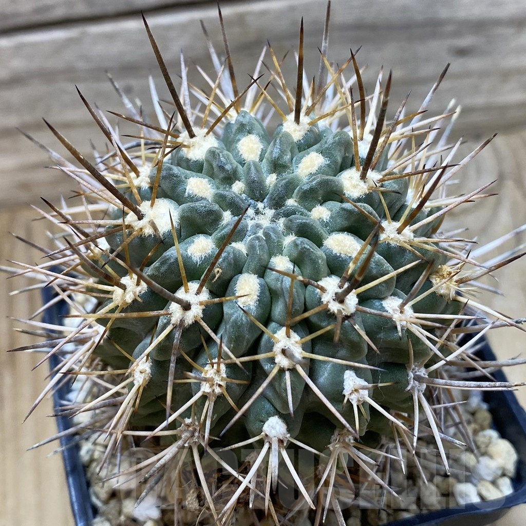 SH25172 Eriosyce deherdtiana