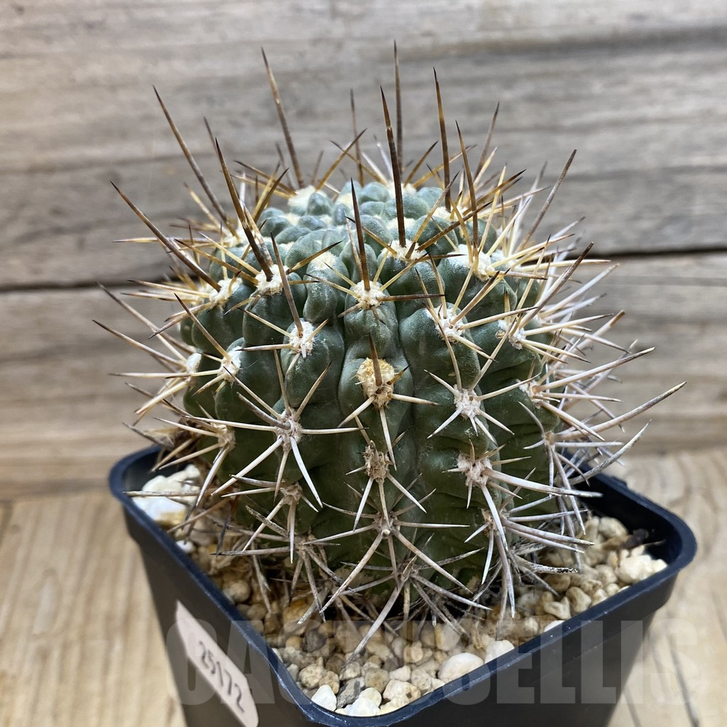 SH25172 Eriosyce deherdtiana - Image 2