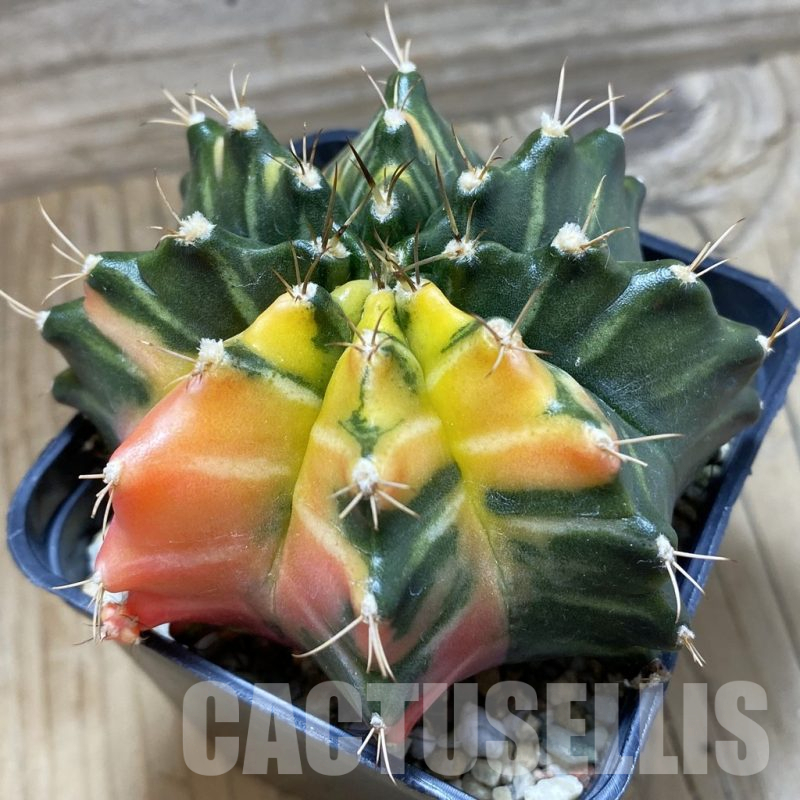 SH25173 Gymnocalycium mihanovichii f. variegata, seedling