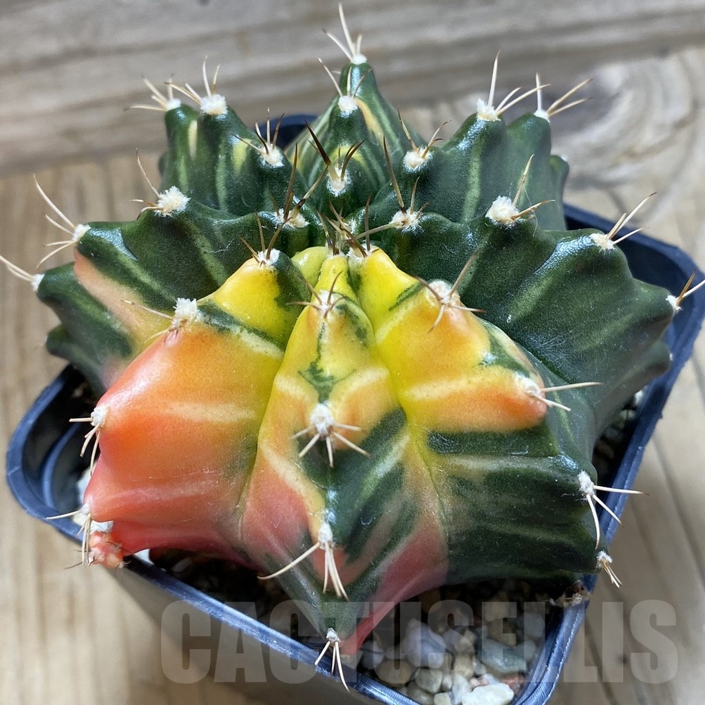 SH25173 Gymnocalycium mihanovichii f. variegata, seedling