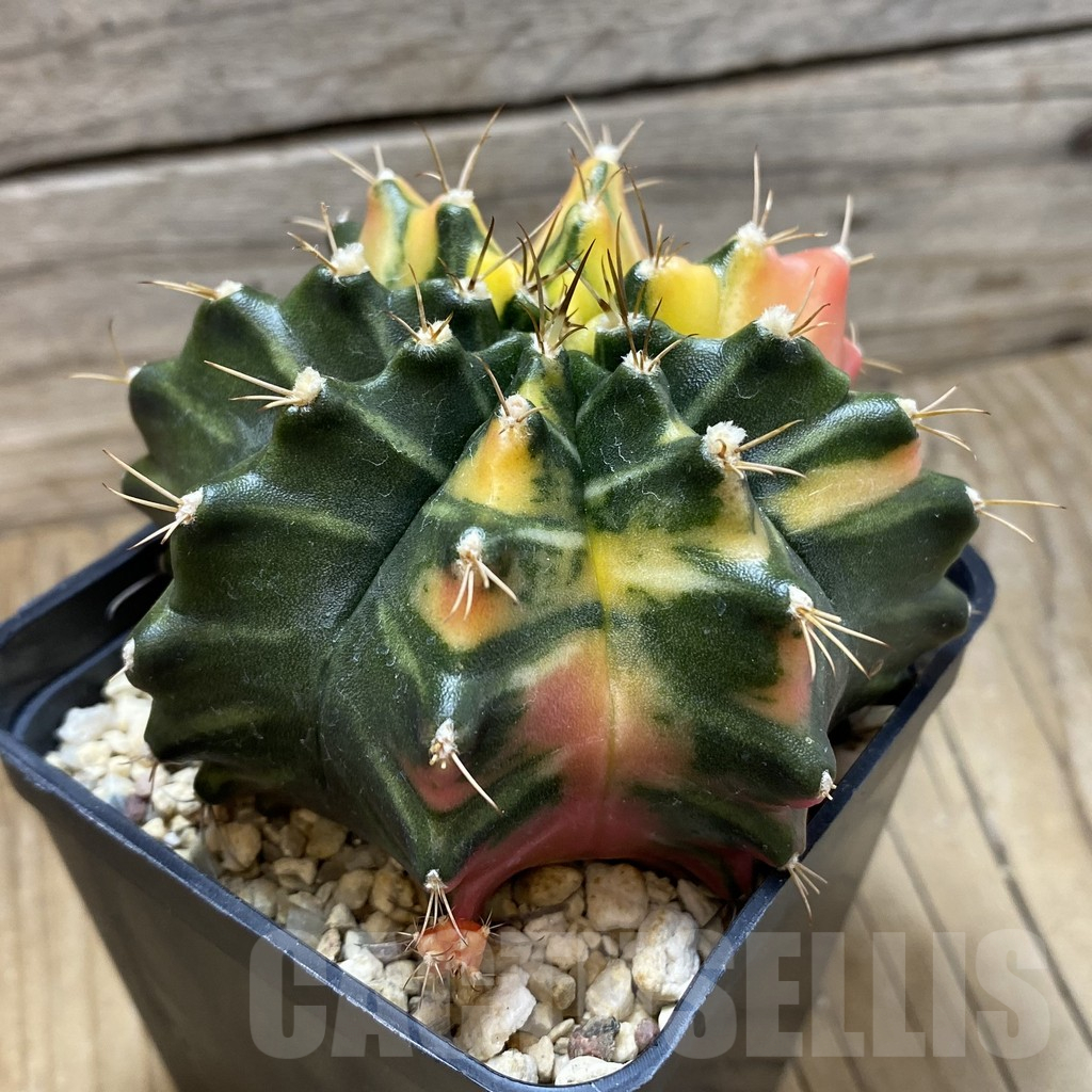 SH25173 Gymnocalycium mihanovichii f. variegata, seedling - Image 2
