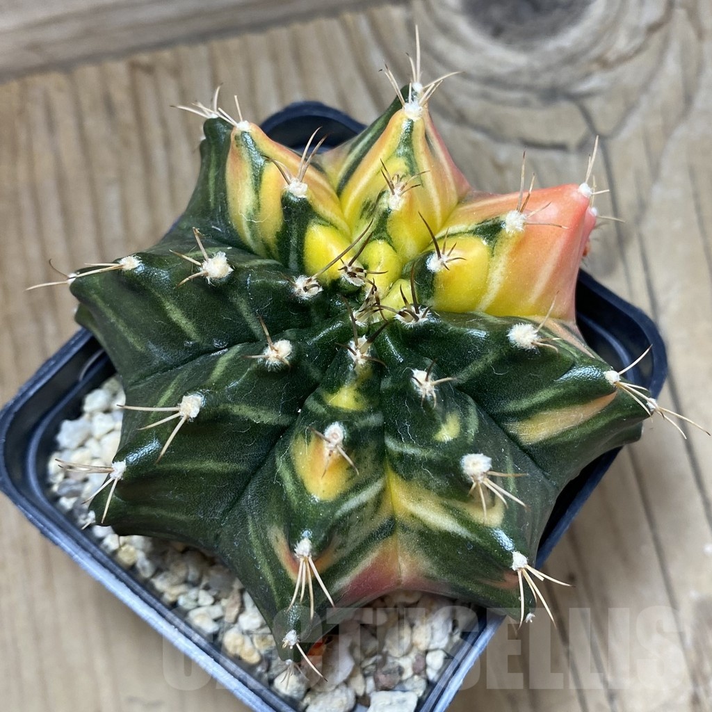 SH25173 Gymnocalycium mihanovichii f. variegata, seedling - Image 3