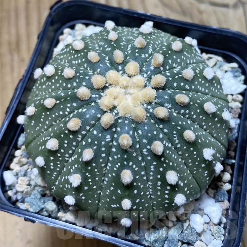 SH20056 Astrophytum asterias f. multicostatum