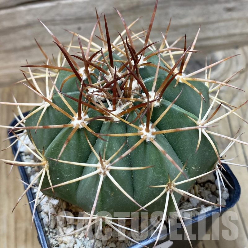 SH25174 Melocactus bahiensis
