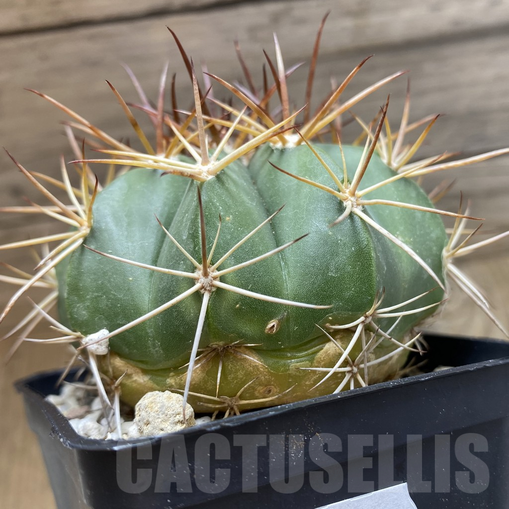 SH25174 Melocactus bahiensis - immagine 2
