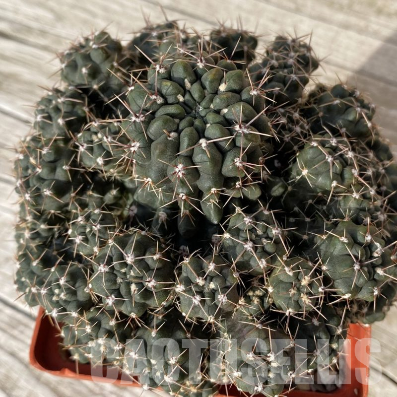 SH25175 Gymnocalycium gibbosum v. nigrum, 12 years old