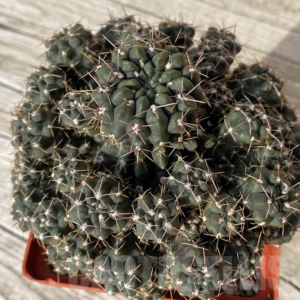 SH25175 Gymnocalycium gibbosum v. nigrum, 12 years old