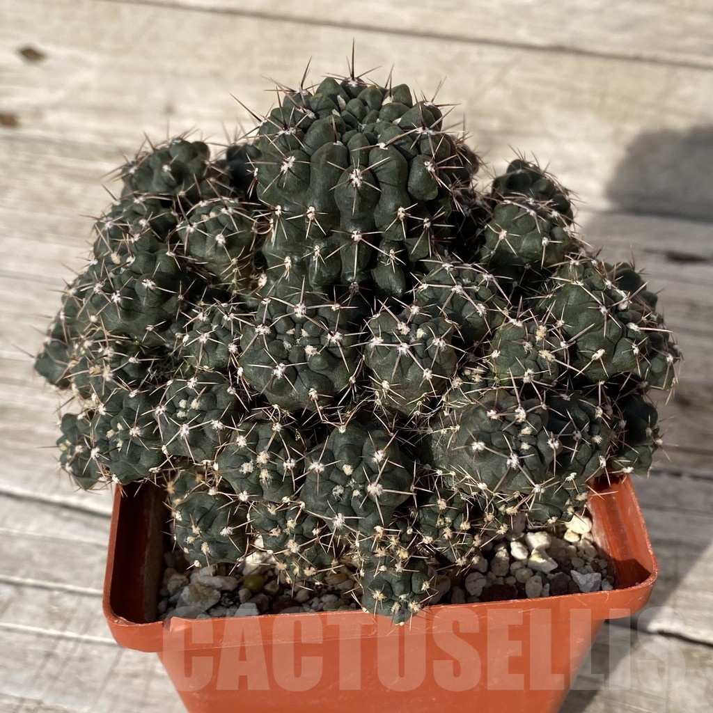 SH25175 Gymnocalycium gibbosum v. nigrum, 12 years old - Image 2