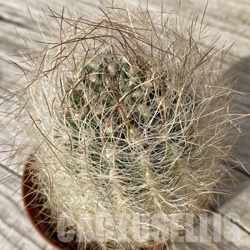 SH25176 Neoporteria gerocephala