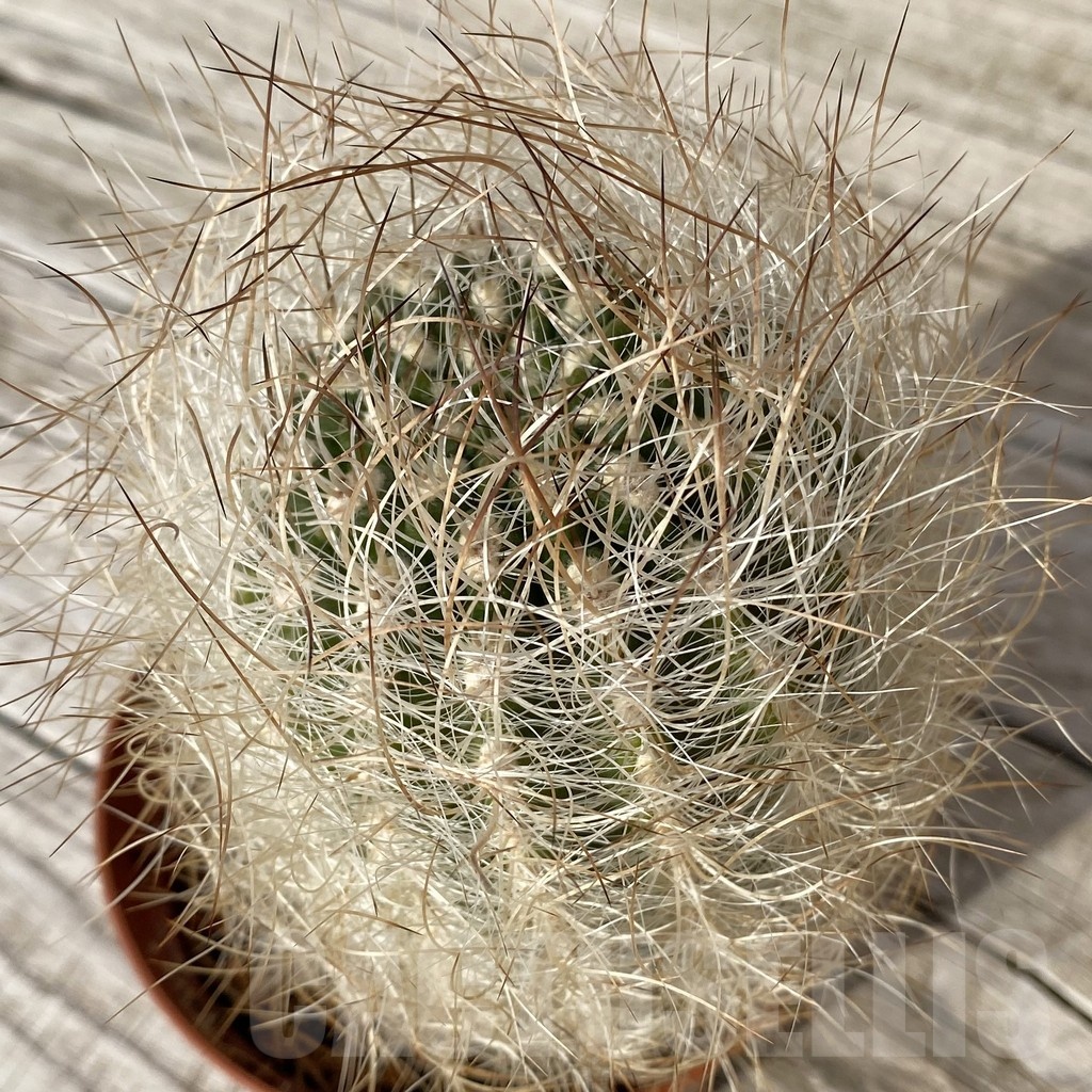 SH25176 Neoporteria gerocephala