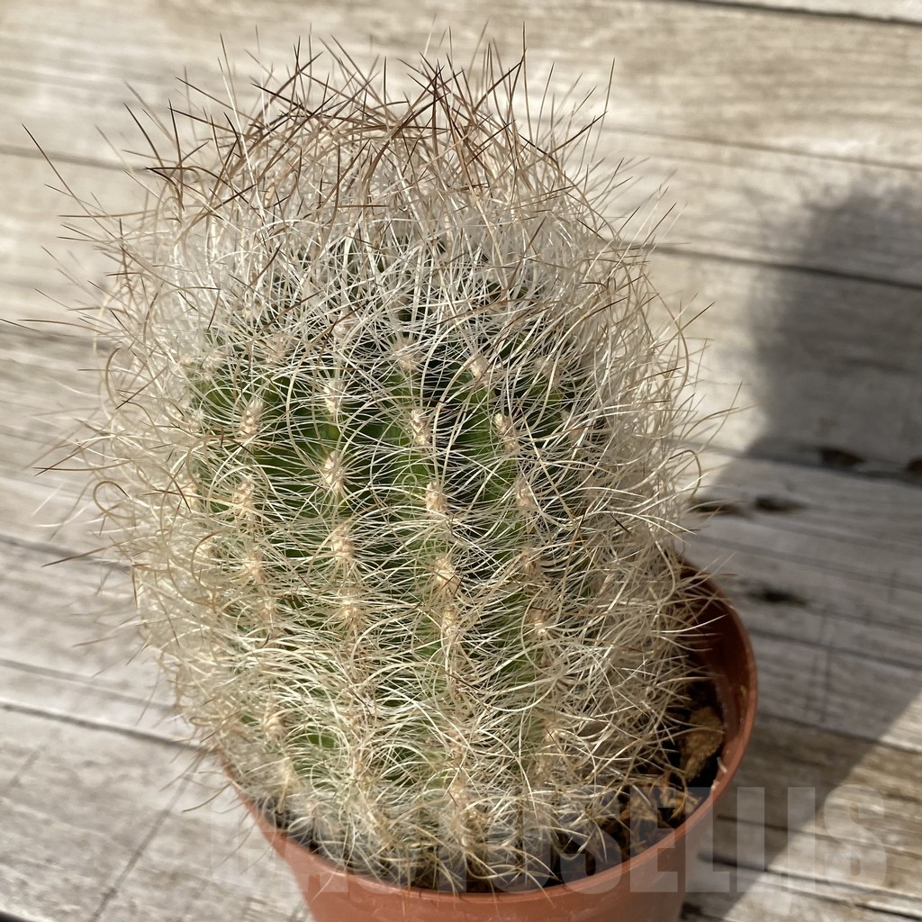 SH25176 Neoporteria gerocephala - immagine 2