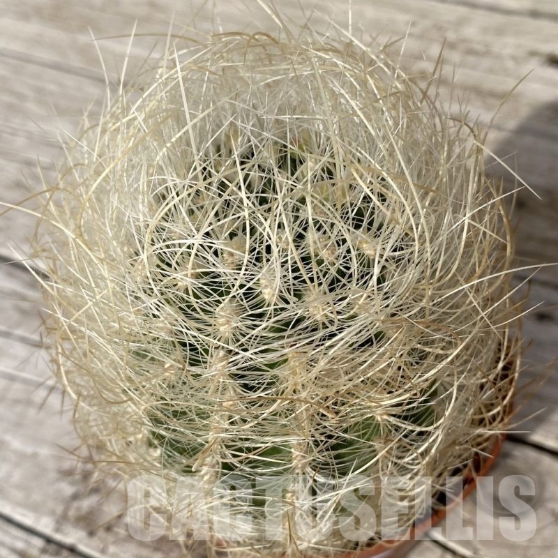 SH25177 Neoporteria gerocephala