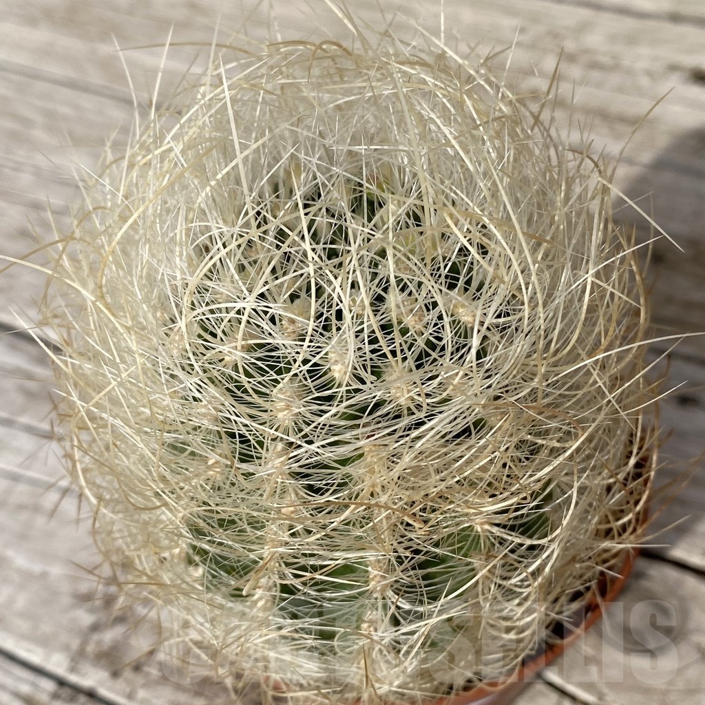 SH25177 Neoporteria gerocephala